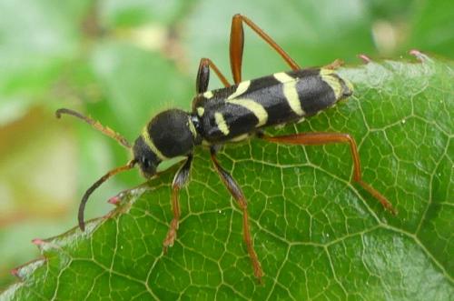 Clytus arietis