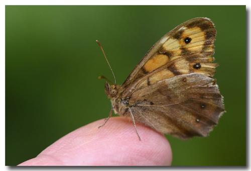 Pararge aegeria