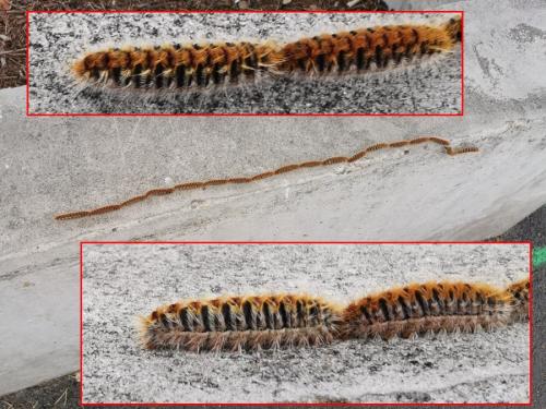 Thaumetopoea pityocampa