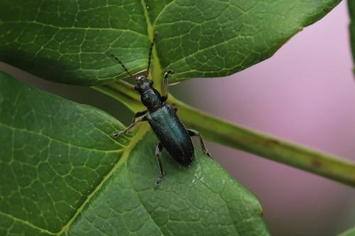 Orsodacne humeralis