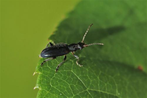 Orsodacne humeralis