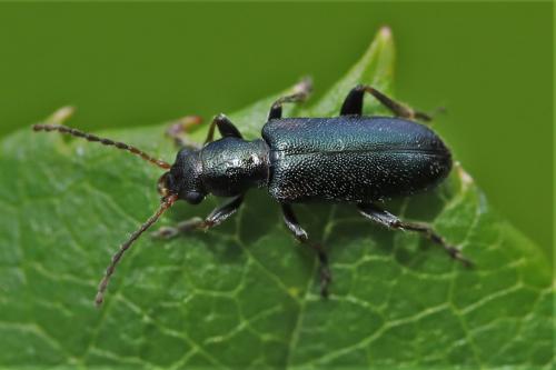 Orsodacne humeralis
