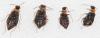 322826 – Photo : Arthropa - Benoit Martha – France (71)