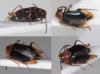 322828 – Photo : Arthropa - Benoit Martha – France (71)
