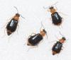 322824 – Photo : Arthropa - Benoit Martha – France (71)