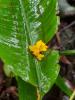 322306 – Photo : Emmanuel Onno – Guyane française