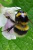 322752 – Photo : Olivier Pouvreau – France (86)