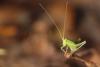 322248 – Photo : Simon Thevenin – France (30)