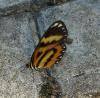 322437 – Photo : Anna LECHAT – Brésil