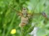 322415 – Photo : CHAUVEAU Sylvain – France (44)