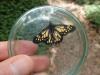 322851 – Photo : vincent thary – Costa Rica