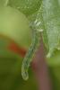 322188 – Photo : Catherine Reymonet-Smitten – France (19)