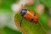 322955 – Photo : BourrinOman – France (83)