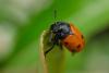 322956 – Photo : BourrinOman – France (83)