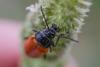 322943 – Photo : BourrinOman – France (83)