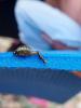 322847 – Photo : Valarole – France (84)