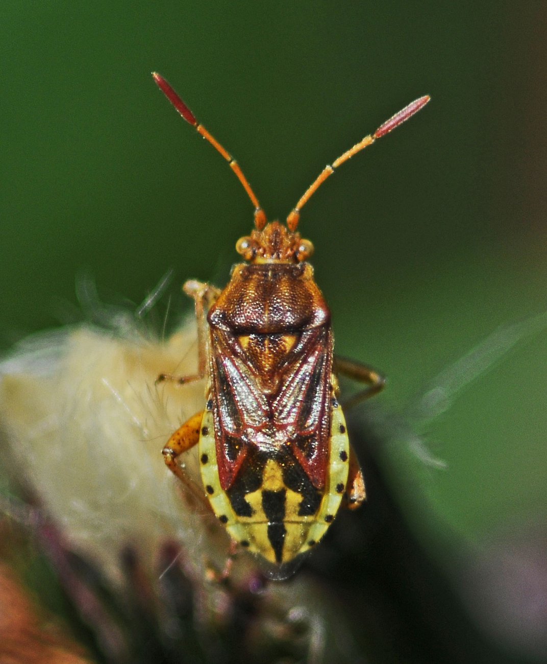 Oryctes - Stictopleurus (abutilon-pictus) - réf. 322122 (1072 x 1300 pixels, 197 ko)