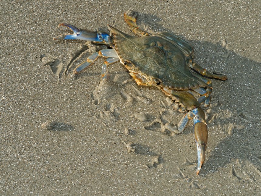 Lionel Casset - Callinectes sapidus - réf. 322366 (860 x 645 pixels, 195 ko)