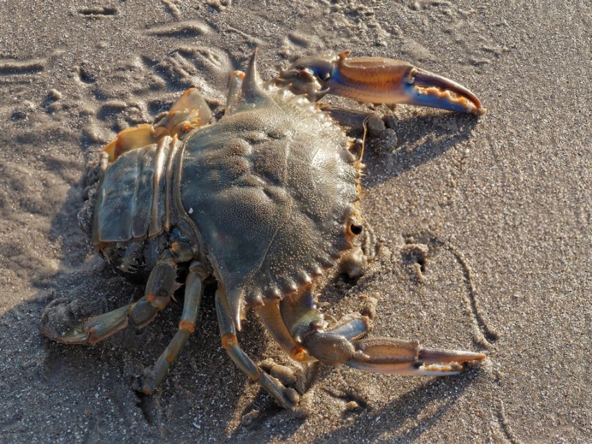 Lionel Casset - Callinectes sapidus - réf. 322367 (860 x 645 pixels, 202 ko)