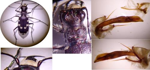 Cicindela maritima