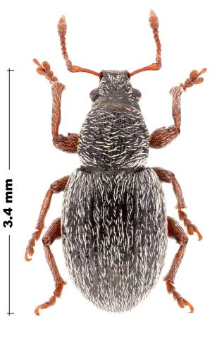 Réf. 323 678 : Pleurodirus pubescens