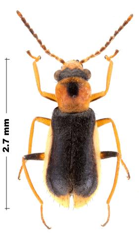 Attalus amictus