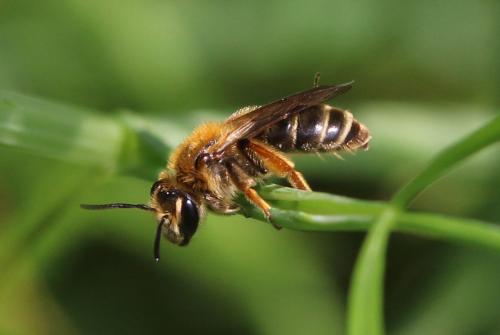 Andrena chrysopus