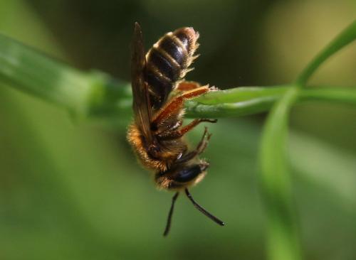 Réf. 323 976 : Andrena chrysopus