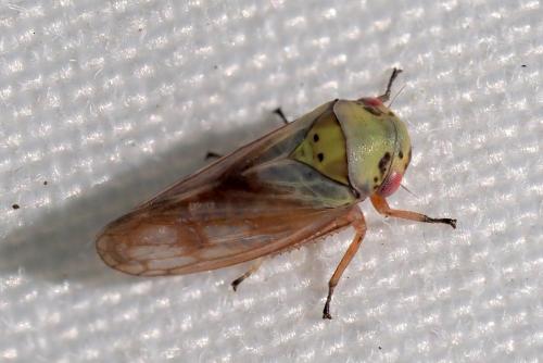 Oncopsis sp.