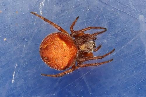 Réf. 323 493 : Araneus (sturmi-triguttatus)