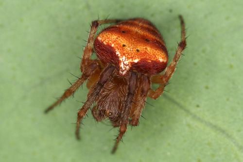Réf. 323 669 : Araneus (sturmi-triguttatus)