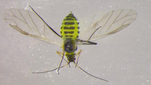 Réf. 323 422 : Phyllaphis fagi