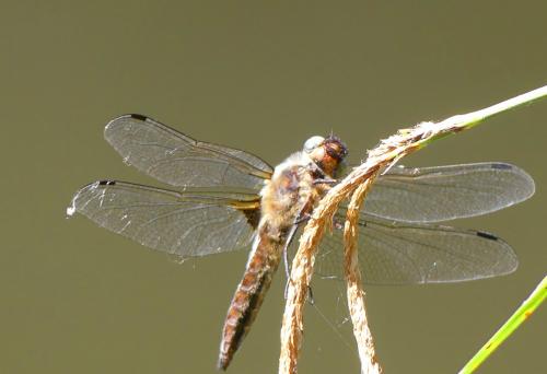 Libellula fulva