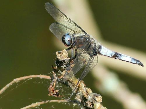 Réf. 323 764 : Libellula fulva