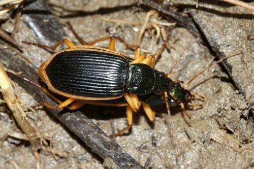 Chlaenius circumscriptus