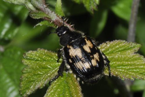Réf. 323 978 : Exomala succincta