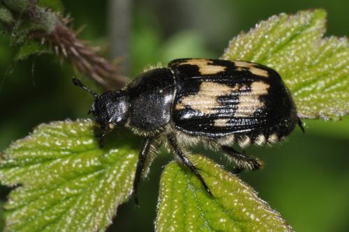 Réf. 323 977 : Exomala succincta