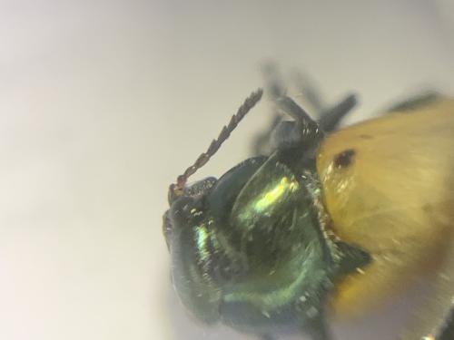 Réf. 323 484 : Labidostomis lusitanica