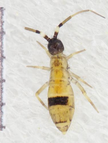 Réf. 323 025 : Orchesella cincta