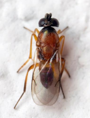 Réf. 323 086 : Ericydnus sipylus