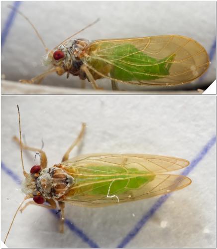 Psylla buxi