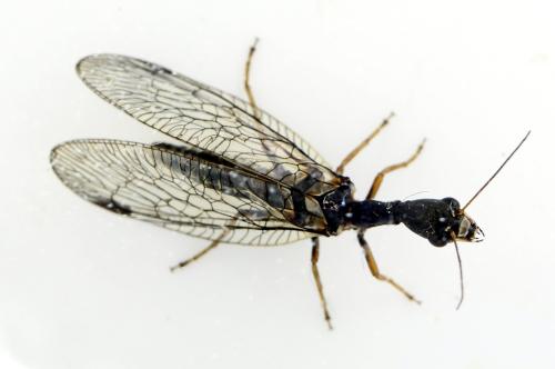Phaeostigma notatum