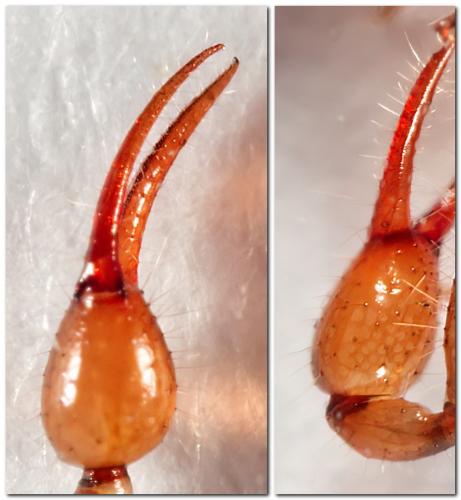 Neobisium sp.