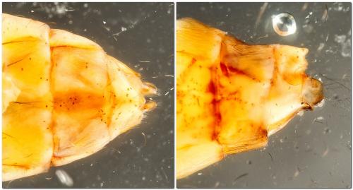 Réf. 323 724 : Ceraclea albimacula