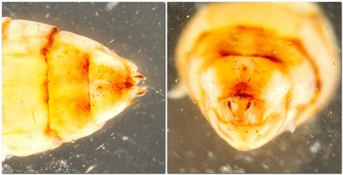 Réf. 323 725 : Ceraclea albimacula
