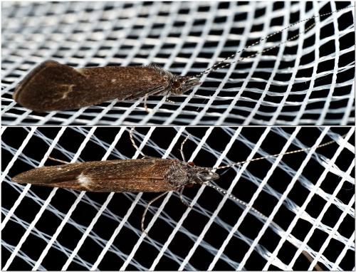 Réf. 323 723 : Ceraclea albimacula