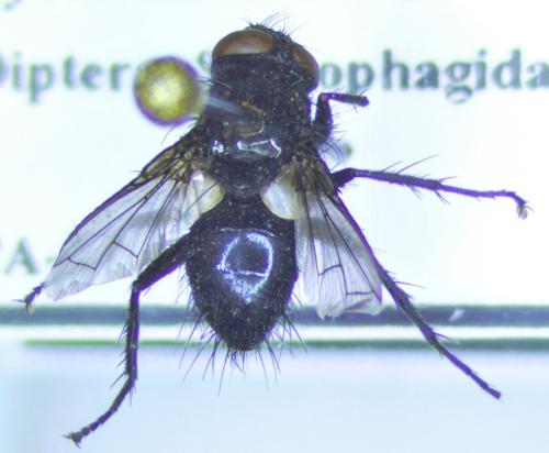 www.galerie-insecte.org/galerie/image/dos323/big/2023-06-02-11.48.10%20ZS%20DMap%203.jpg