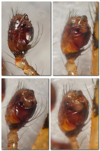 Theridion mystaceum