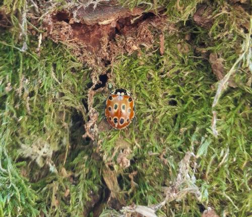 Réf. 323 317 : Anatis ocellata