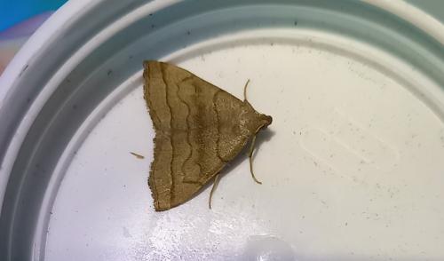 Herminia tarsicrinalis
